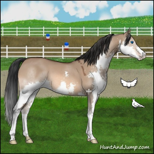 Horse Color:Bay Dun Splash 