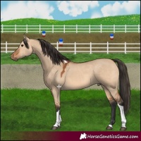 Horse Color:Bay Dun Tobiano 