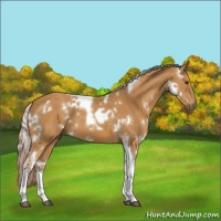 Horse Color:White Spotted Palomino Tobiano 