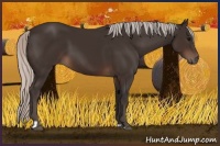Horse Color:Silver Brown Sabino Tobiano