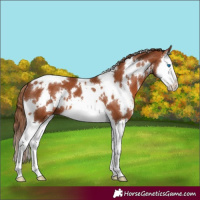 Horse Color:White Spotted Chestnut Splash