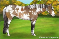 Horse Color:White Spotted Buckskin Sabino 