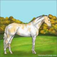 Horse Color:White Spotted Palomino 