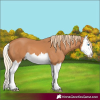 Horse Color:White Spotted Chestnut Splash