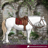 Horse Color:White Spotted Buckskin Splash Frame Appaloosa 
