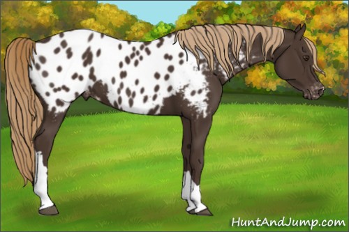 Horse Color:Liver Chestnut Appaloosa 