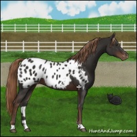 Horse Color:Liver Chestnut Appaloosa 