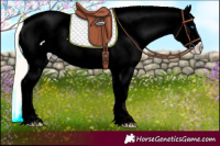 Horse Color:Gold Cream Champagne Dun Splash Appaloosa 