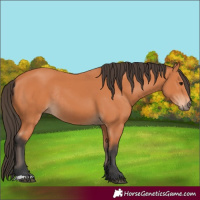 Horse Color:Bay Rabicano