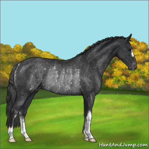 Horse Color:Black Appaloosa Rabicano 