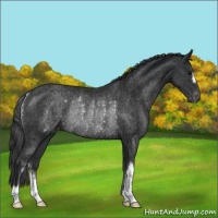 Horse Color:Black Appaloosa Rabicano