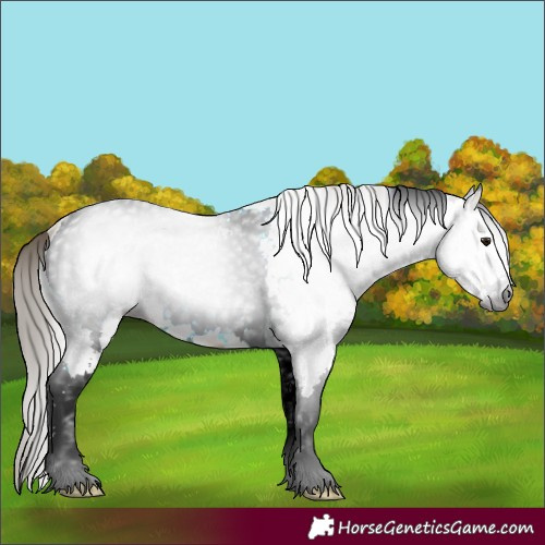 Horse Color:Gray White Spotted Buckskin Appaloosa 