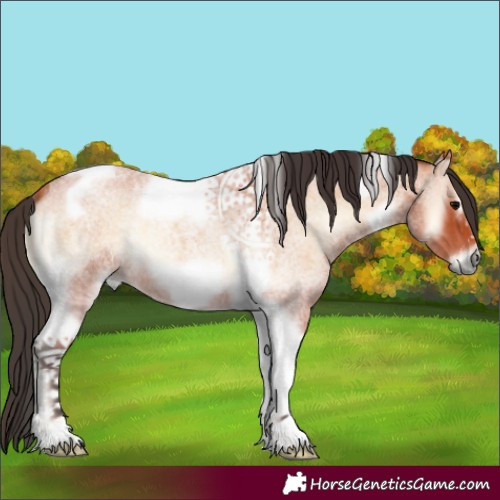 Horse Color:Bay Roan Onyx Tobiano Frame