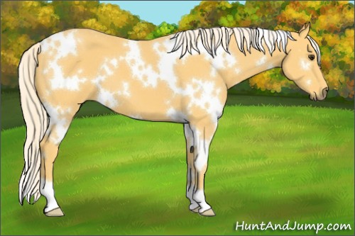 Horse Color:White Spotted Palomino