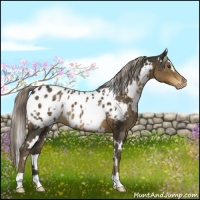 Horse Color:White Spotted Chocolate Palomino Appaloosa 