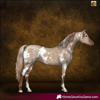 Horse Color:White Spotted Liver Red Dun