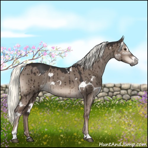 Horse Color:White Spotted Liver Red Dun Mushroom Sabino Brindle