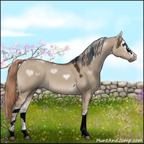 Horse Color:White Spotted Liver Red Dun Tobiano 