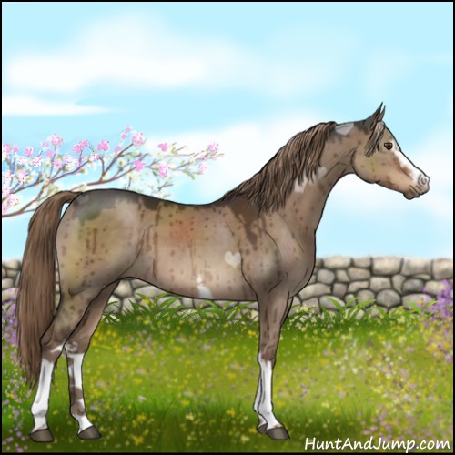Horse Color:White Spotted Liver Red Dun 