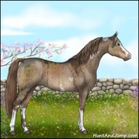 Horse Color:White Spotted Liver Red Dun 