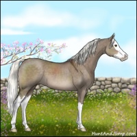 Horse Color:Liver Red Dun Sabino Splash