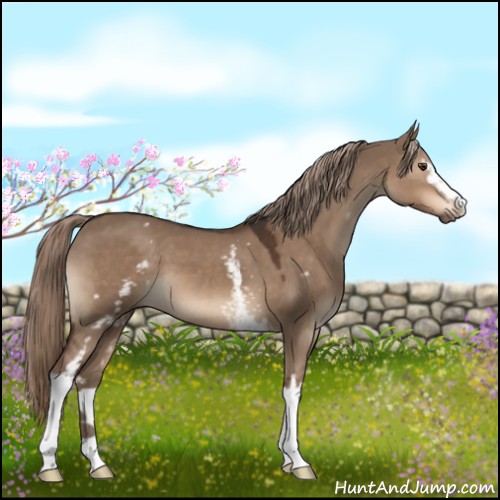 Horse Color:White Spotted Liver Red Dun 