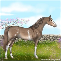 Horse Color:White Spotted Liver Red Dun 