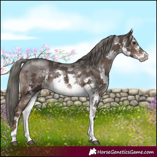 Horse Color:White Spotted Liver Chestnut Mushroom Sabino 