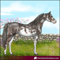 Horse Color:White Spotted Liver Chestnut Mushroom Sabino 