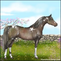 Horse Color:White Spotted Liver Chestnut Tobiano 