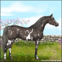 Horse Color:White Spotted Liver Chestnut Sabino
