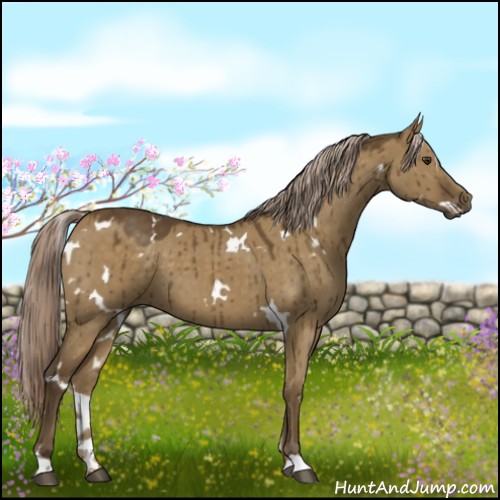 Horse Color:White Spotted Chocolate Palomino Dun 