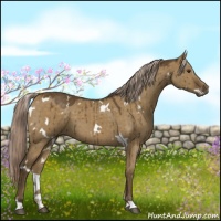 Horse Color:White Spotted Chocolate Palomino Dun 