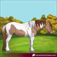 Horse Color:Red Dun Tobiano 