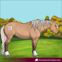 Horse Color:Silver Bay Dun 