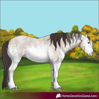 Horse Color:White Spotted Classic Champagne Roan 