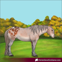 Horse Color:Bay Appaloosa