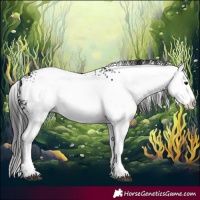 Horse Color:Gray White Spotted Black Splash 