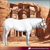 Horse Color:Bay Dun Splash Appaloosa