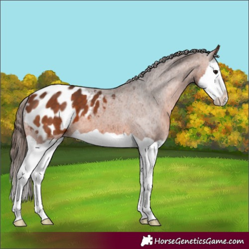 Horse Color:Bay Splash Appaloosa 
