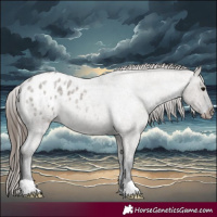 Horse Color:Grullo Roan Appaloosa 