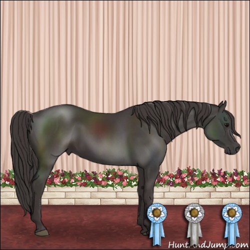 Horse Color:Smoky Black Sabino 