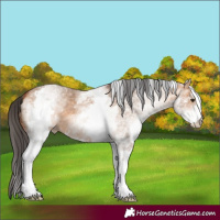 Horse Color:White Spotted Bay Dun