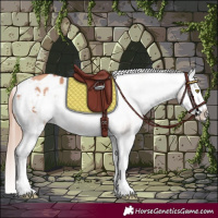 Horse Color:Gold Champagne Splash Appaloosa 