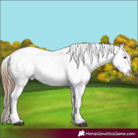 Horse Color:Chestnut Tobiano Appaloosa 