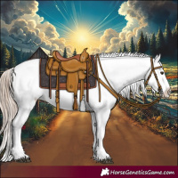 Horse Color:Red Dun Tobiano Appaloosa 