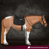 Horse Color:Chestnut Tobiano