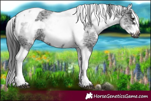 Horse Color:White Spotted Black Splash Tobiano Frame 