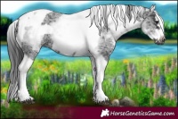 Horse Color:White Spotted Black Splash Tobiano Frame 