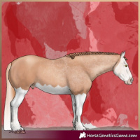 Horse Color:Gold Champagne Splash 